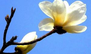 Է.߾ס | ӽ
