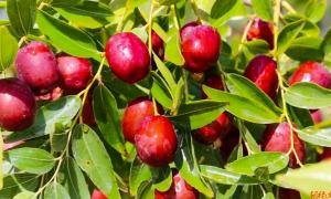 ��������Ҵ��������/����֡����������