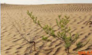 ������/���������