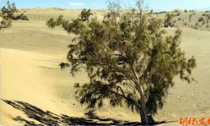 ţ־��/ɳ��������